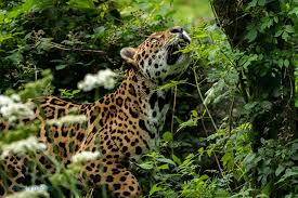 Jaguar in rainforest